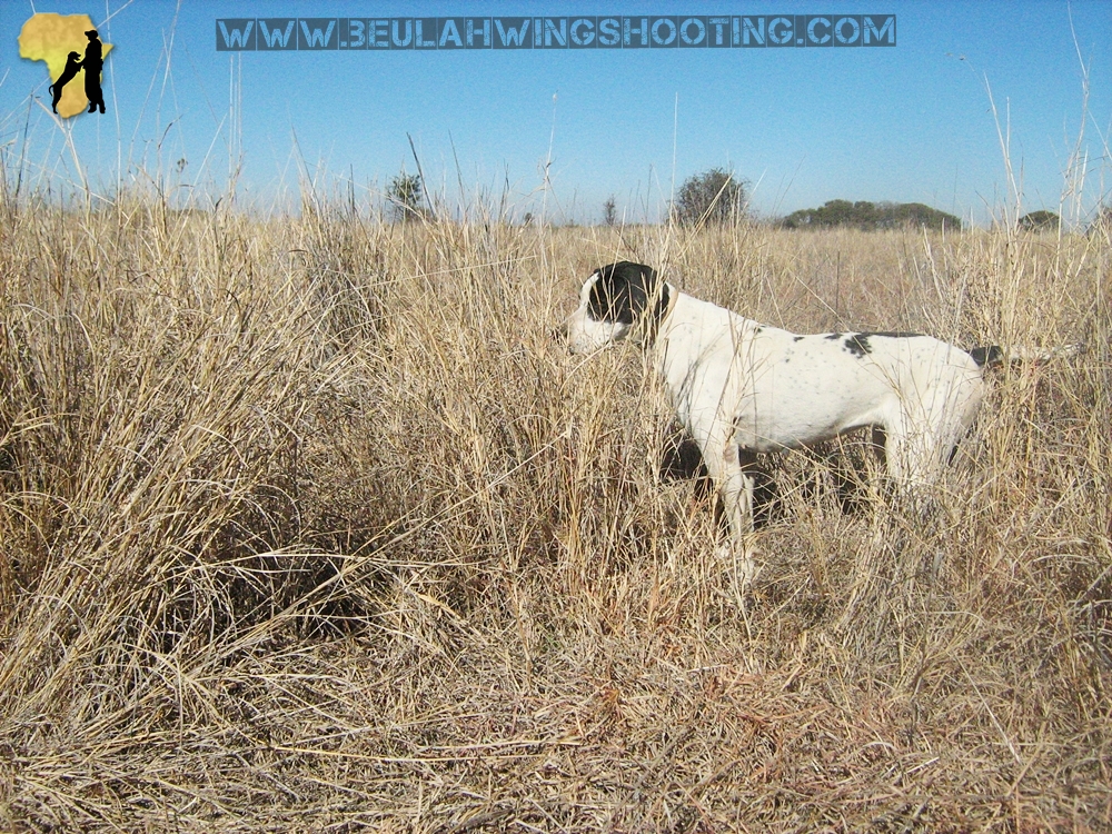 Train your dog, Dog training, pointer training, how to train my hunting dog