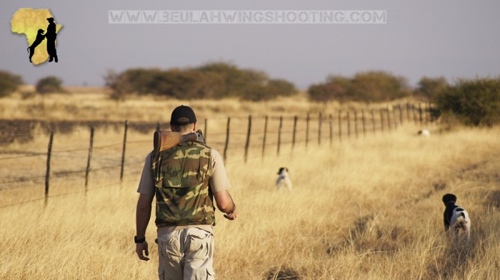 Wing shooting South Africa guinefowl francolin