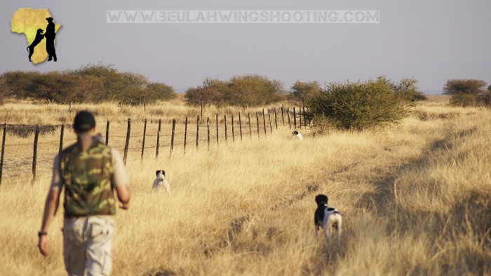 Wing shooting South Africa guinefowl francolin