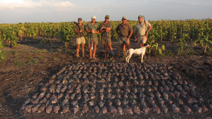 Wing shooting South Africa Pigeons and doves Beulah wingshooting